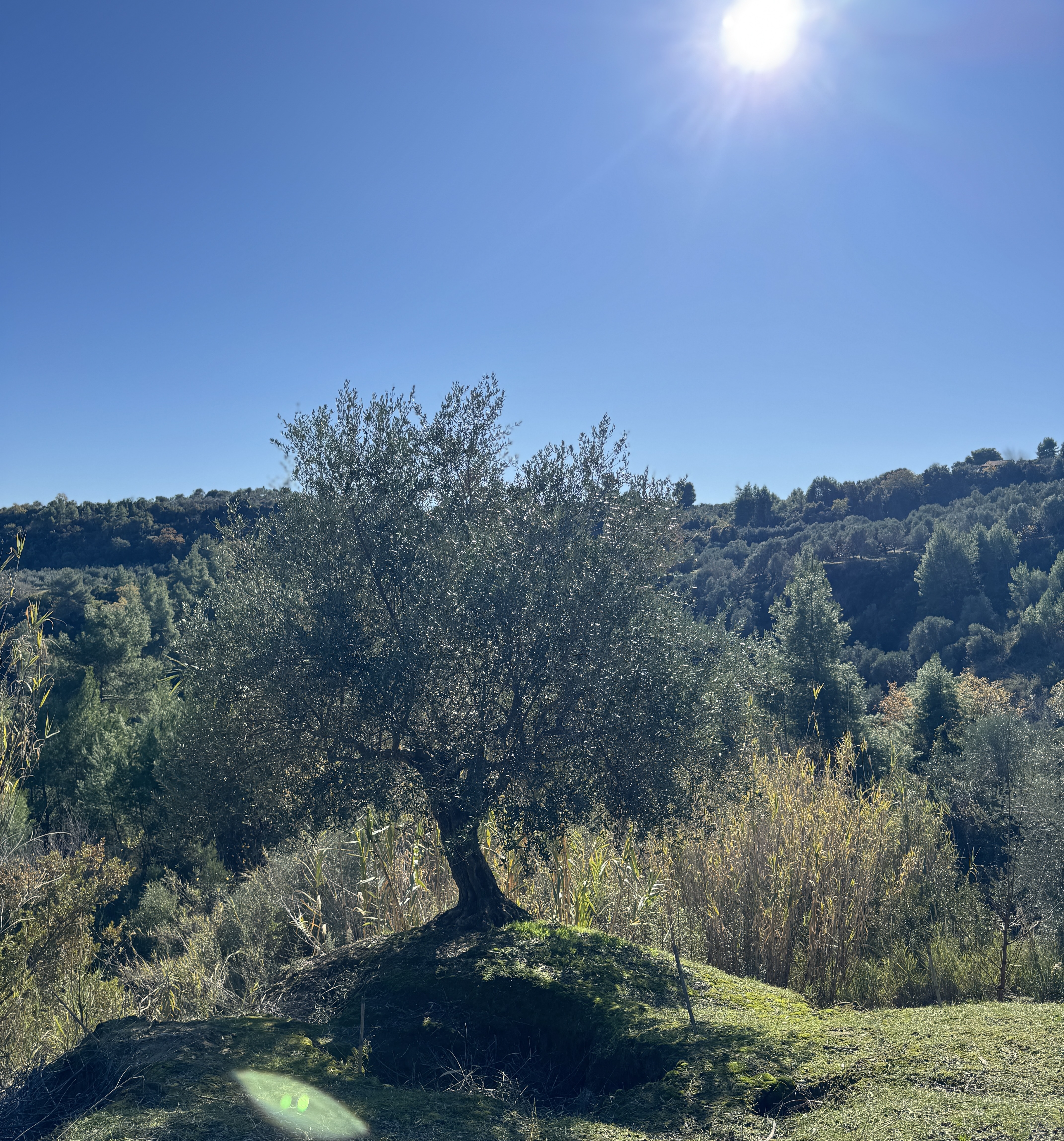 Olive tree in our family grove