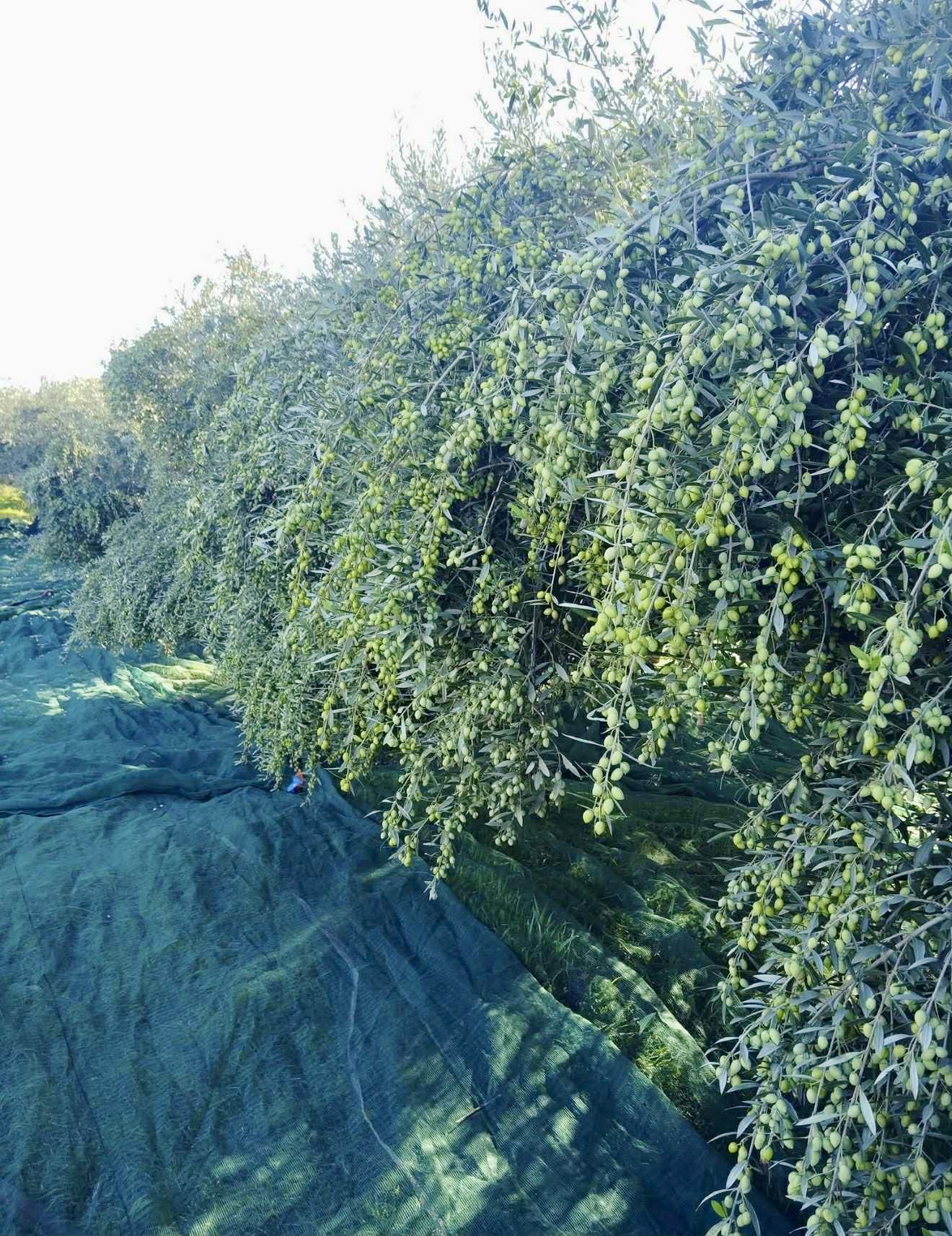 Olive grove near Sopi