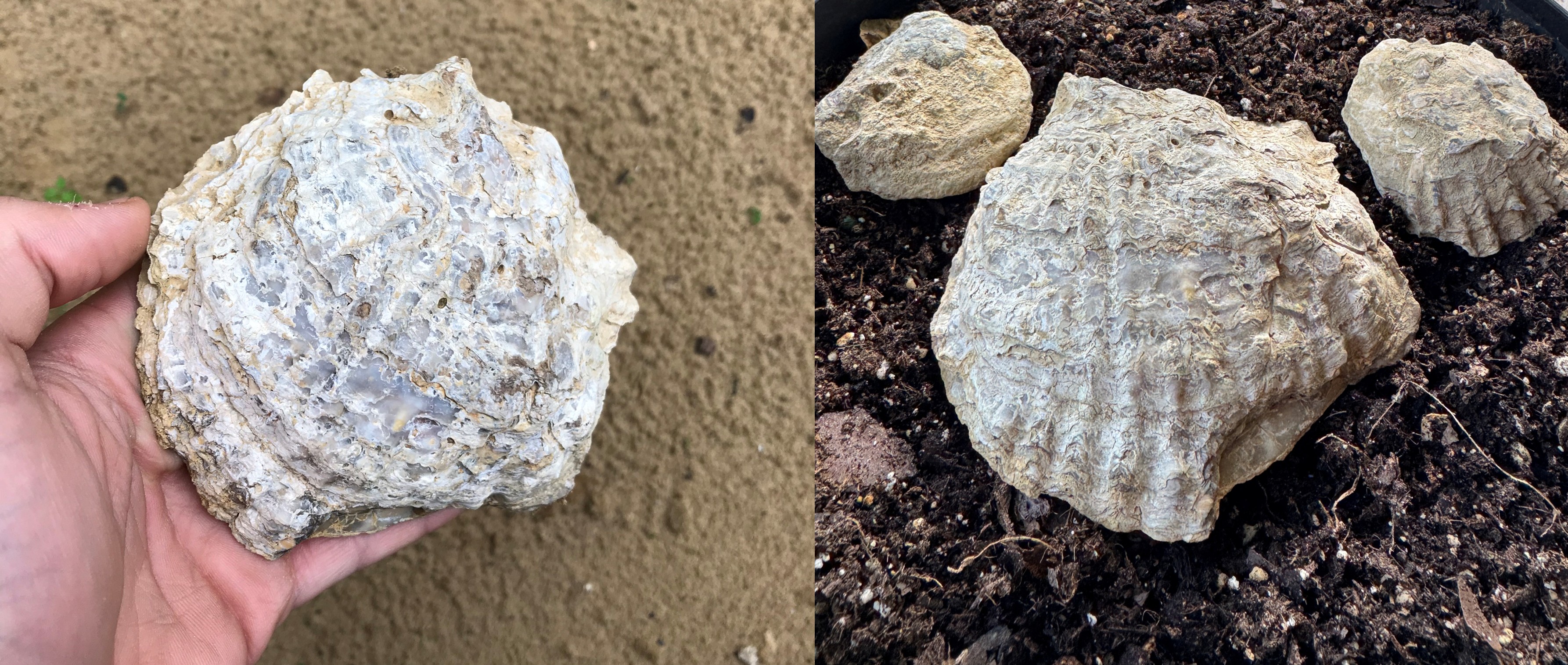 Olive grove near Sopi